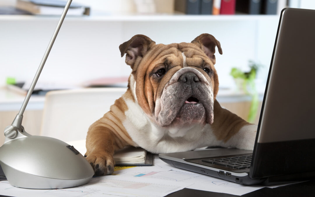 Kutya az irodában? Az irodai kutyák előnye és hátránya